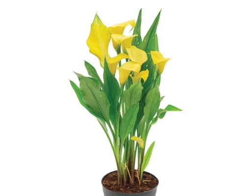 Chậu Calla Lily Dalat Hasfarm ảnh 0