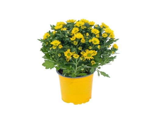 Cúc Hoàn Cầu Dalat Hasfarm ảnh 0
