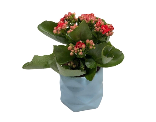 [Hàng Đặt Trước] Chậu Hoa Mini Mẫu 2 (Mini Kép Sứ) (Giao Màu Ngẫu Nhiên) Dalat Hasfarm ảnh 1