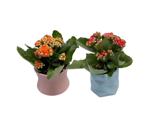 [Hàng Đặt Trước] Chậu Hoa Mini Mẫu 2 (Mini Kép Sứ) (Giao Màu Ngẫu Nhiên) Dalat Hasfarm ảnh 0