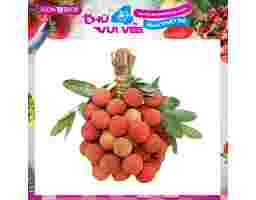 Vải Miền Bắc AVN