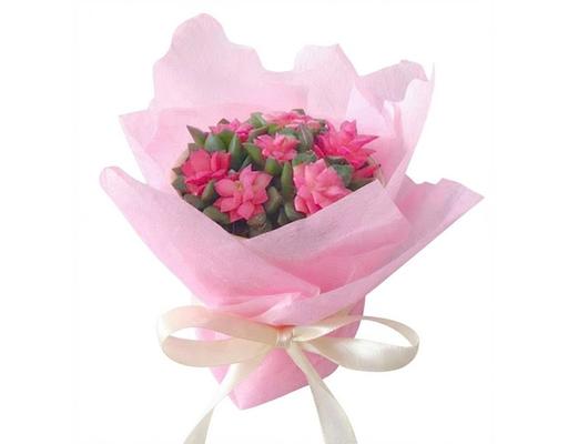 Sen Đá Sao Hồng AVN