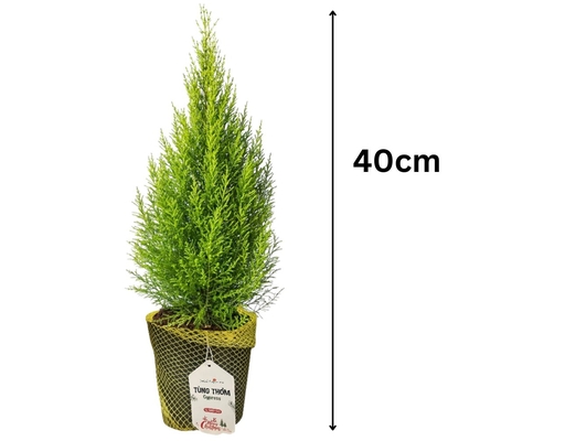 Tùng Thơm Trên 40cm Dalat Hasfarm
