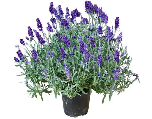Chậu Oải Hương Trung Dalat Hasfarm