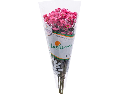 Cúc Nhánh Nhuộm (Màu Ngẫu Nhiên) Dalat Hasfarm