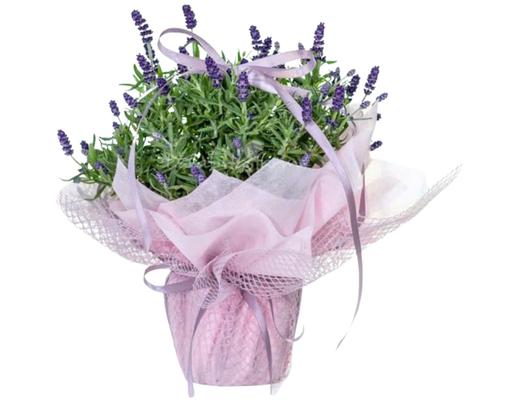 [Hàng Đặt Trước] Chậu Lavender Trung Gói (Giao Mẫu Ngẫu Nhiên) Dalat Hasfarm