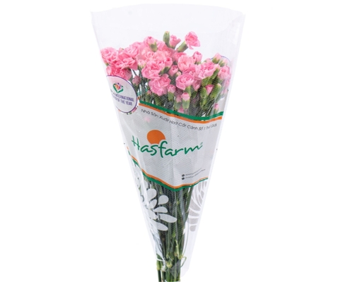 Hoa Cẩm Chướng Nhánh 300g Dalat Hasfarm