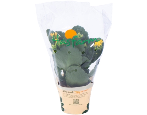 Chậu Sống Đời Trung Đơn Dalat Hasfarm