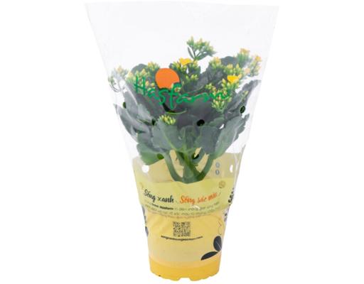 Chậu Sống Đời Mini Đơn Dalat Hasfarm