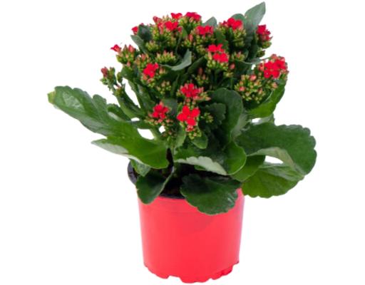 Chậu Sống Đời Mini Kép Dalat Hasfarm