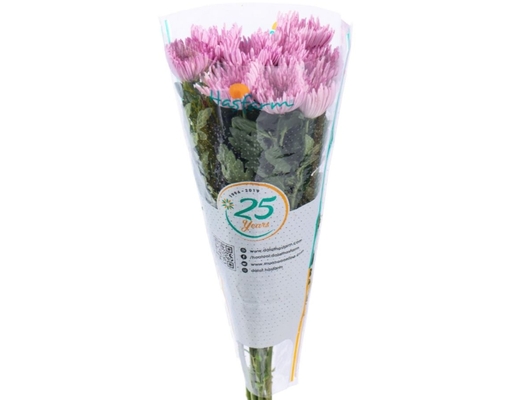 Cúc Đơn Hasfarm Dalat Hasfarm