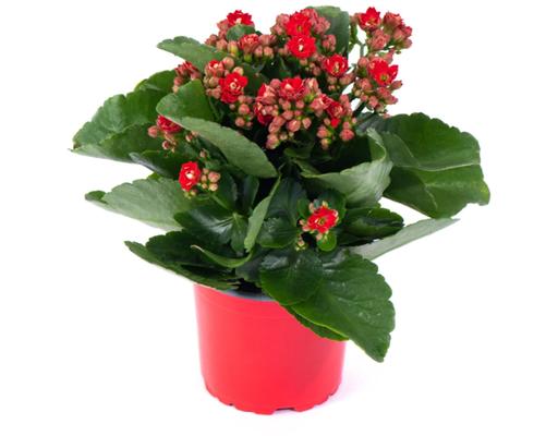Chậu Sống Đời Trung Kép Dalat Hasfarm