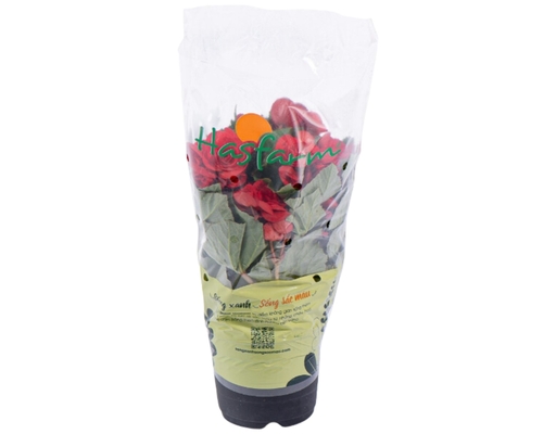 Chậu Thu Hải Đường Dalat Hasfarm