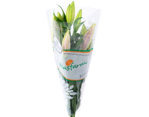 Hoa Lily Dalat Hasfarm