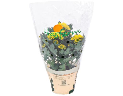 Chậu Cúc Mini Dalat Hasfarm