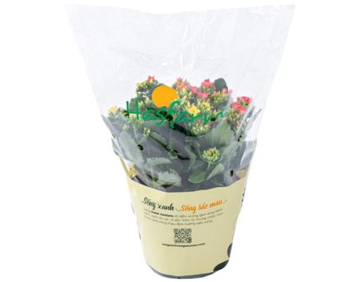 Chậu Sống Đời Kép Lớn Dalat Hasfarm