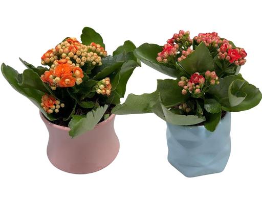 [Hàng Đặt Trước] Chậu Hoa Mini Mẫu 2 (Mini Kép Sứ) (Giao Màu Ngẫu Nhiên) Dalat Hasfarm